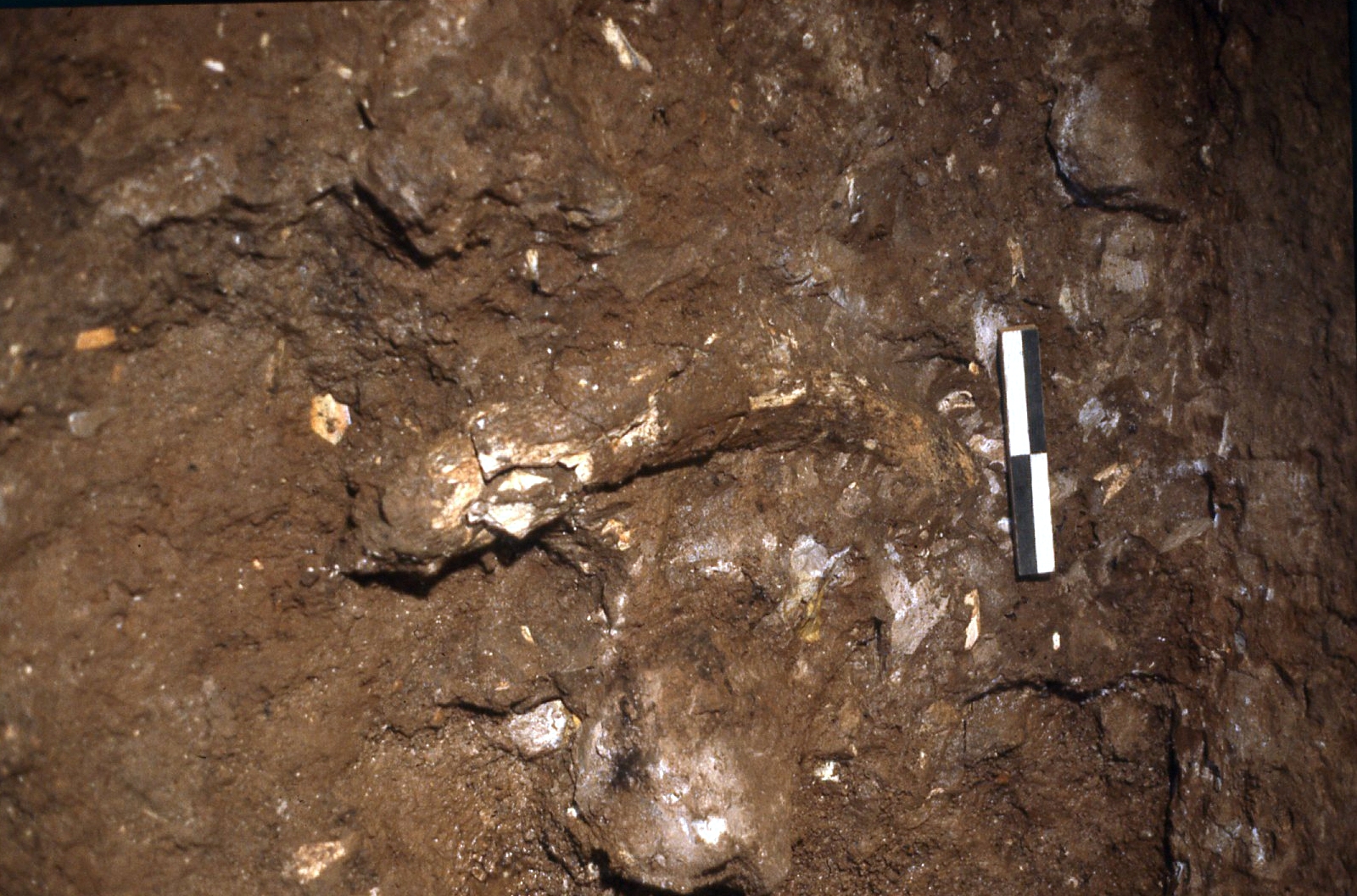 Grotta del Cavallo_stratigrafia2